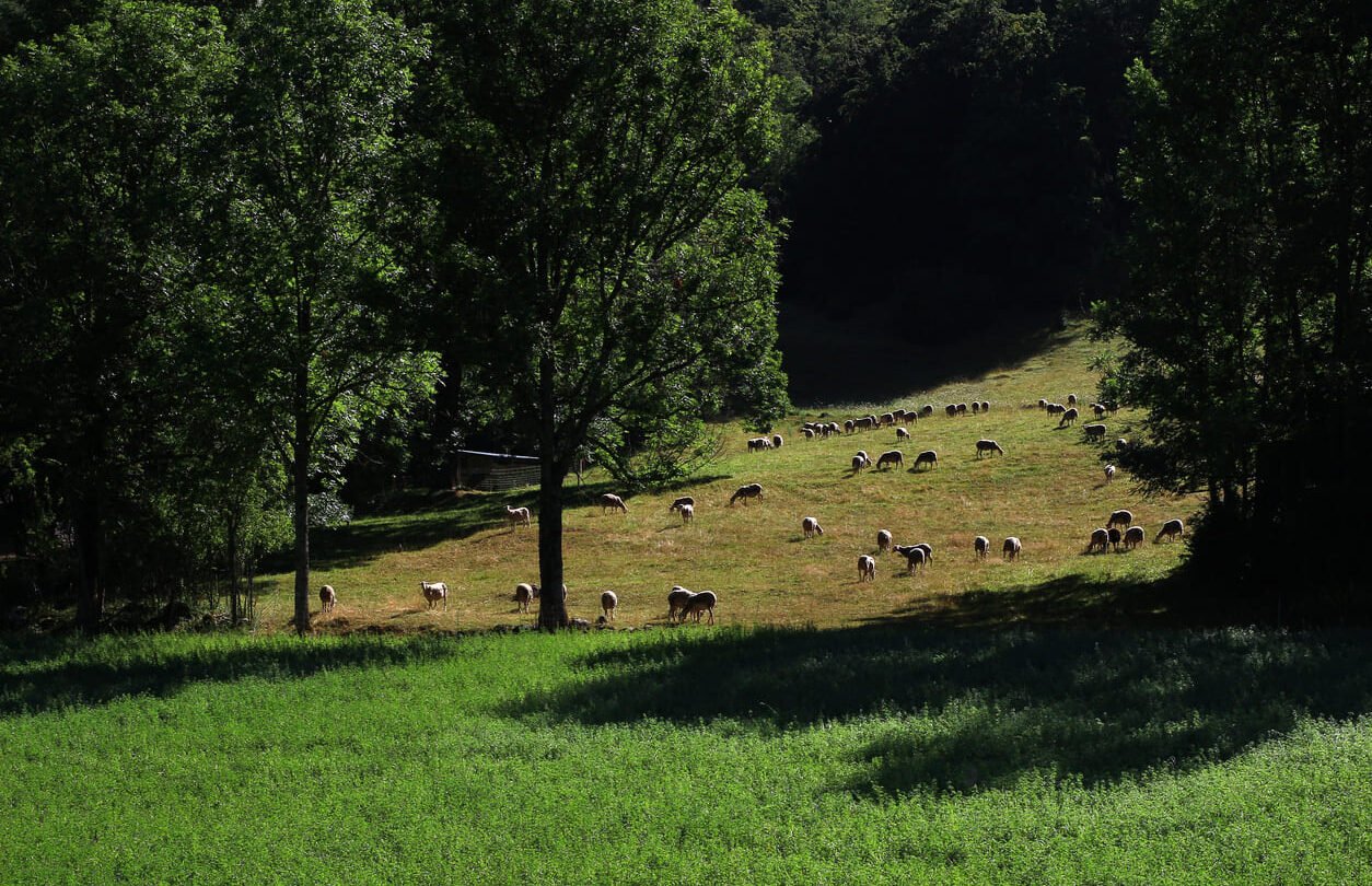 Herd of sheep in Vercors