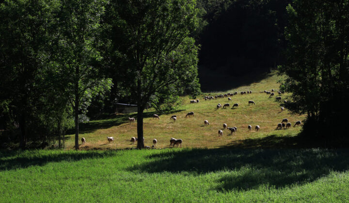 Herd of sheep in Vercors