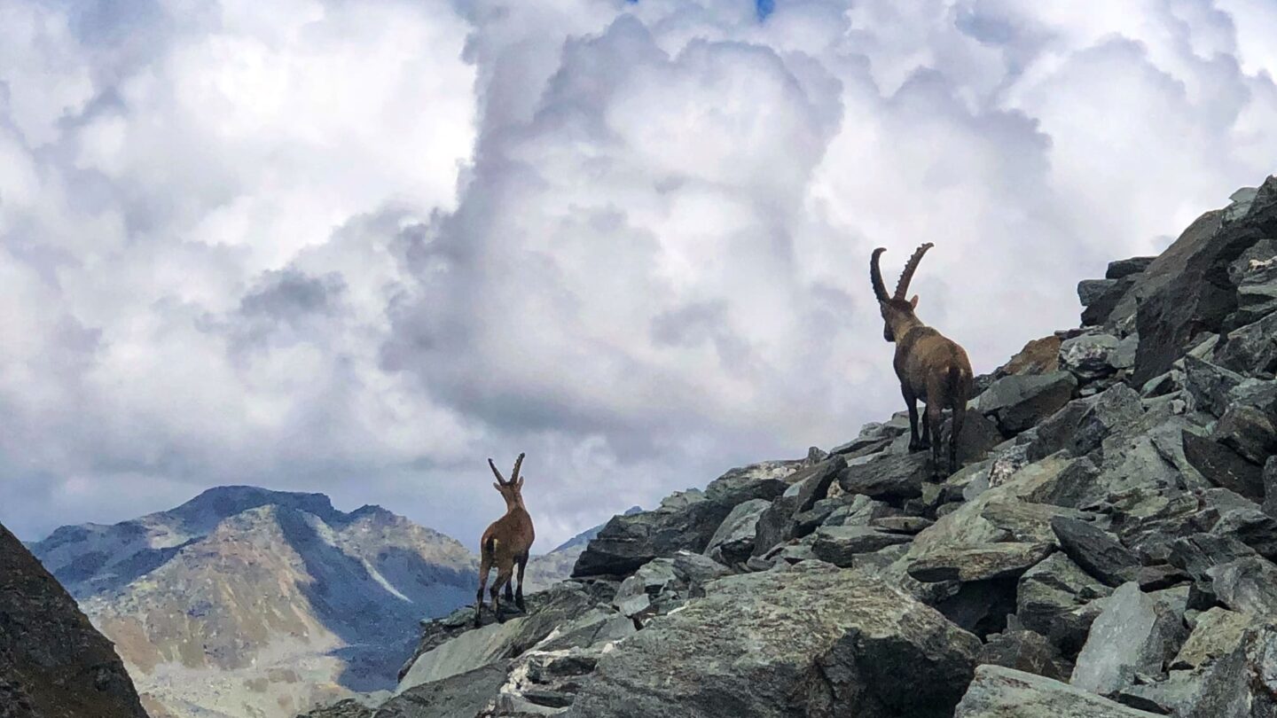 Ibex Swiss Alps
