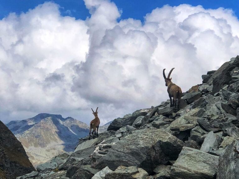 Ibex Swiss Alps