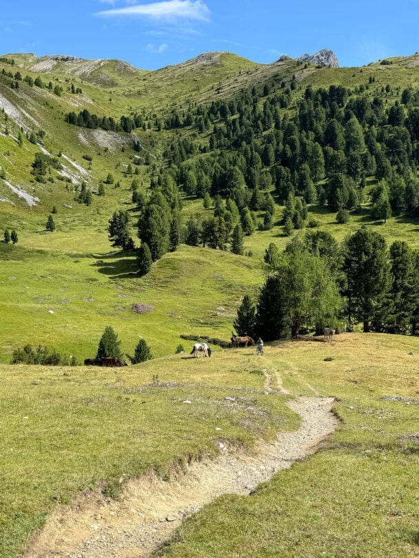 ALps bike tour guided