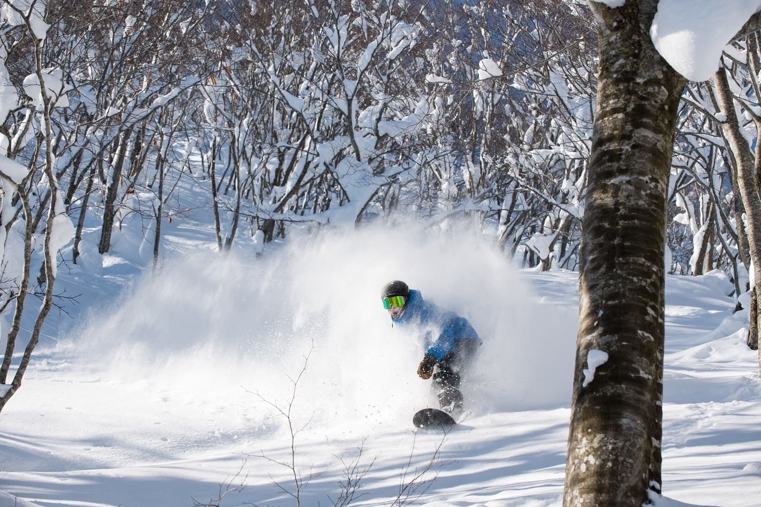 Snowboard Japow Japan