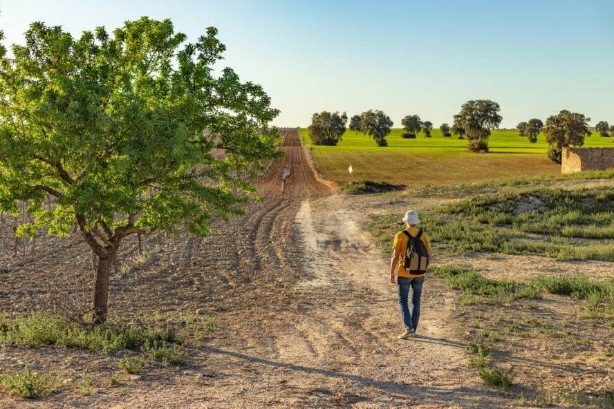 A hiker along the Camino Portuguese Coastal Route in a vineyard