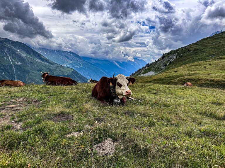 Cute cow Mont Blanc