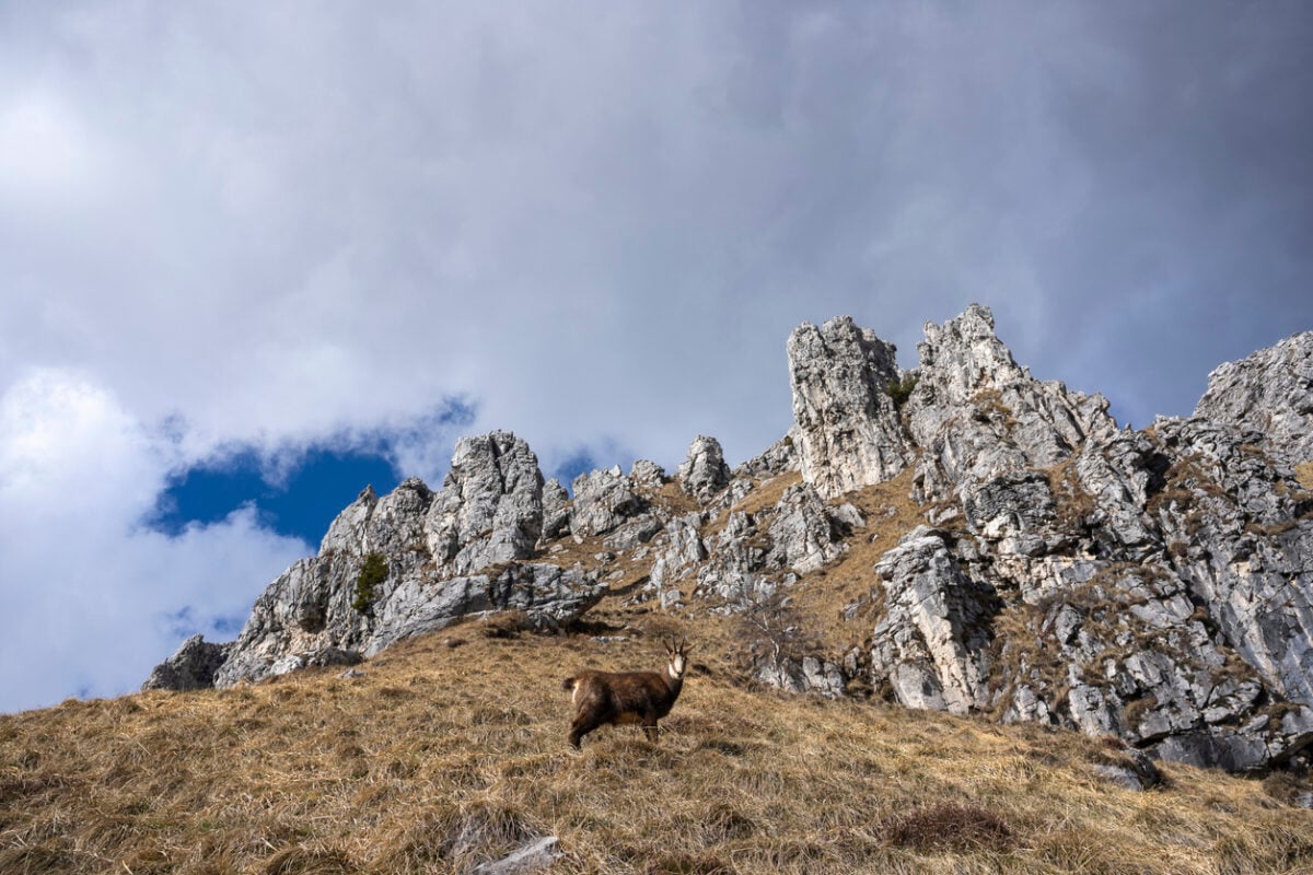 Chamois on high mountain meadows looking at camera, blue sky with clouds in the background