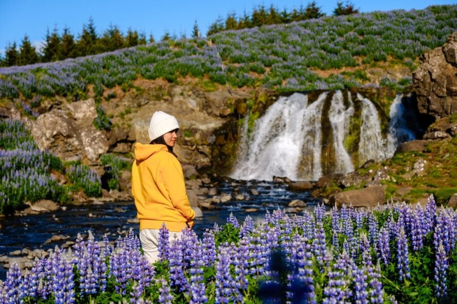 A hiker walking through wildflowers, June, Iceland 