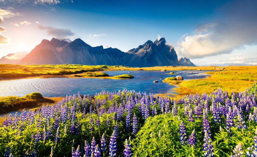 A wildflower meadow in Iceland