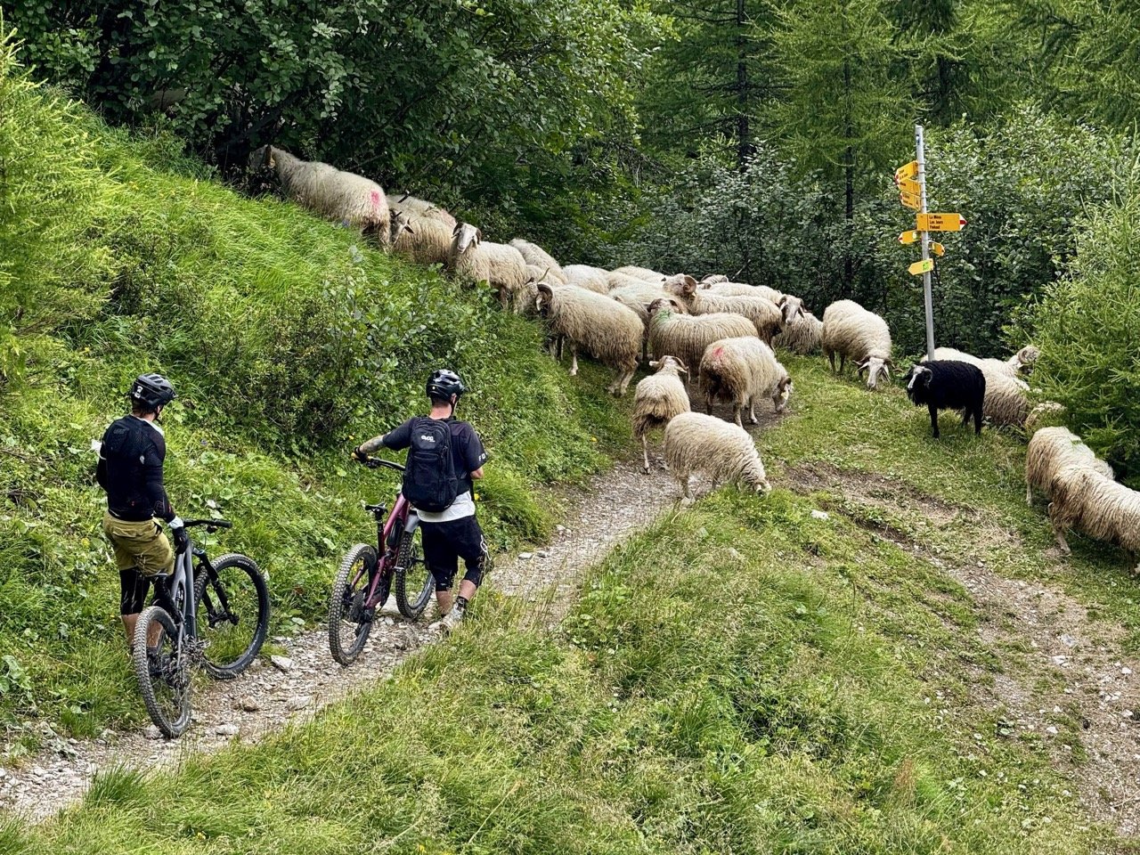 Sheep MTB Alps