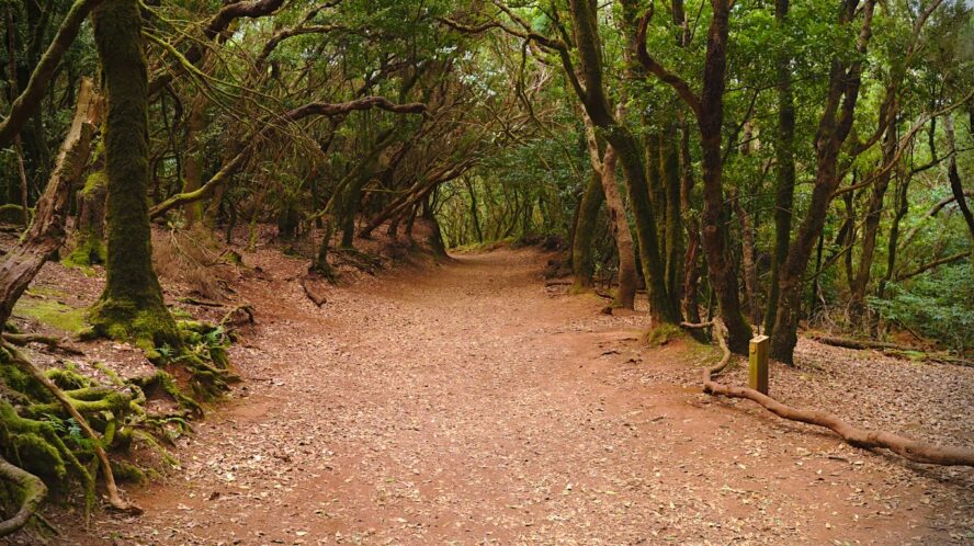 Tenerife hiking trail of the senses, famous for its sensory exploration