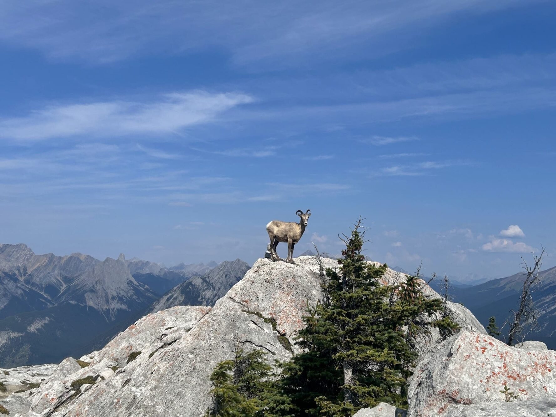 Wildlife Canadian Rockies