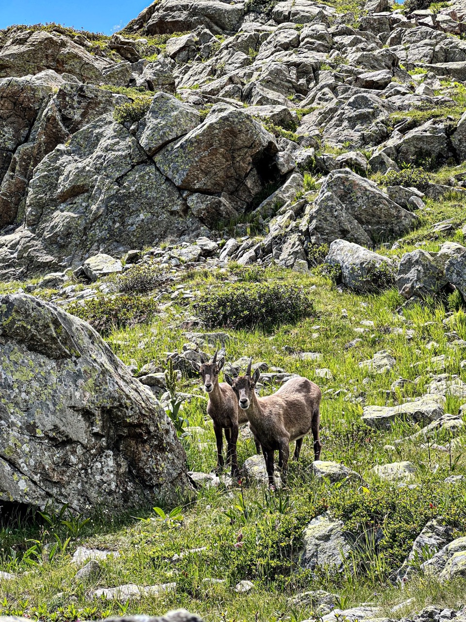 Wildlife Mont Blanc