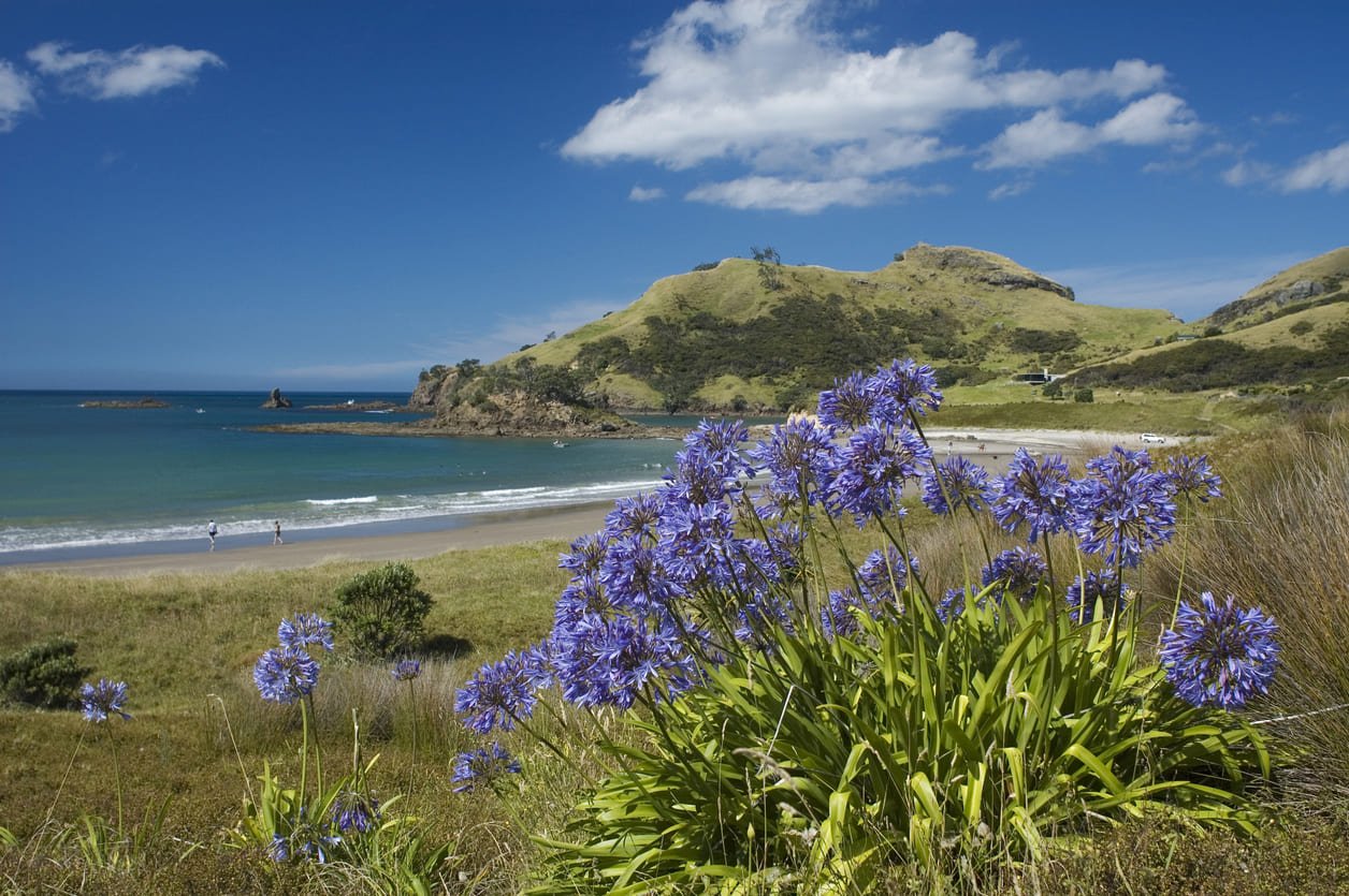 Beach wildflowers Great Barrier