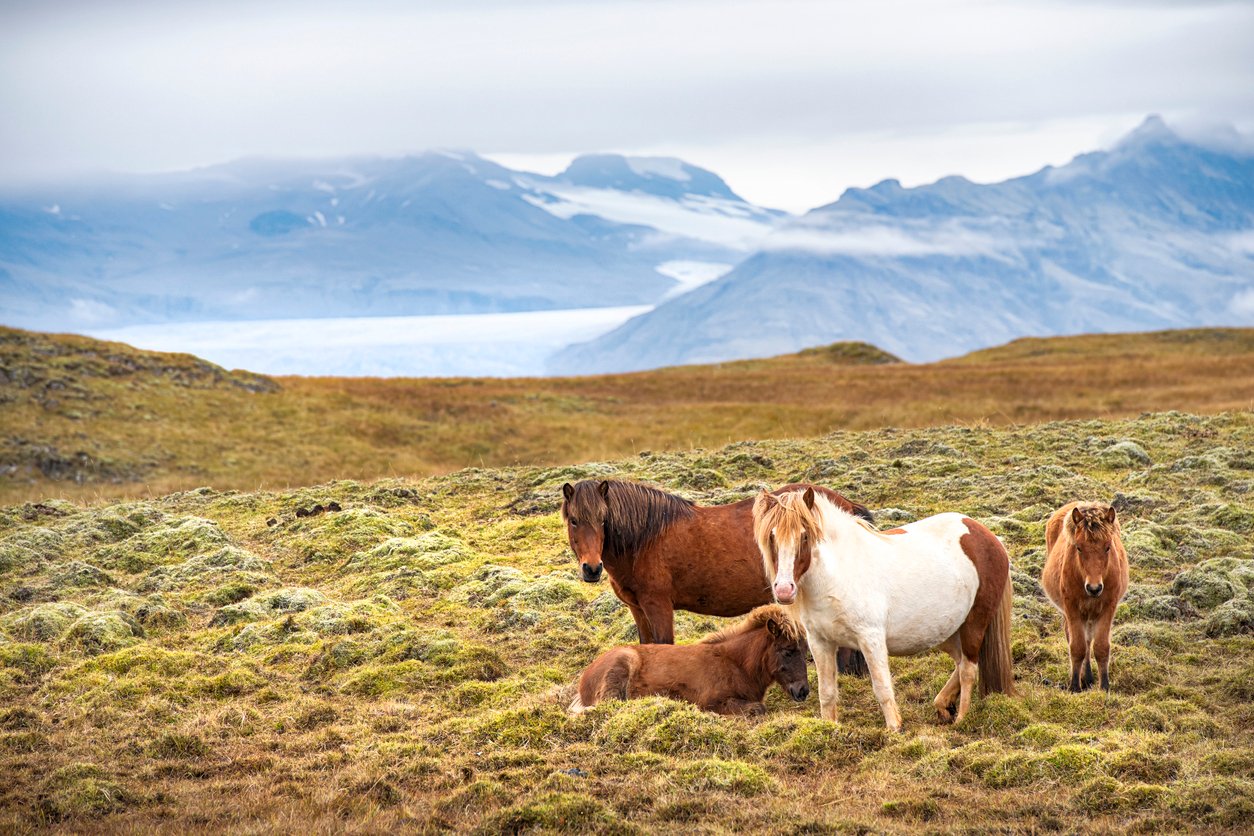 Beautiful Iceland horse