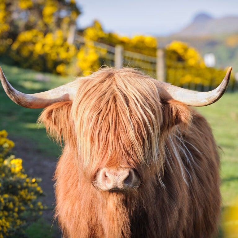highland cow upclose