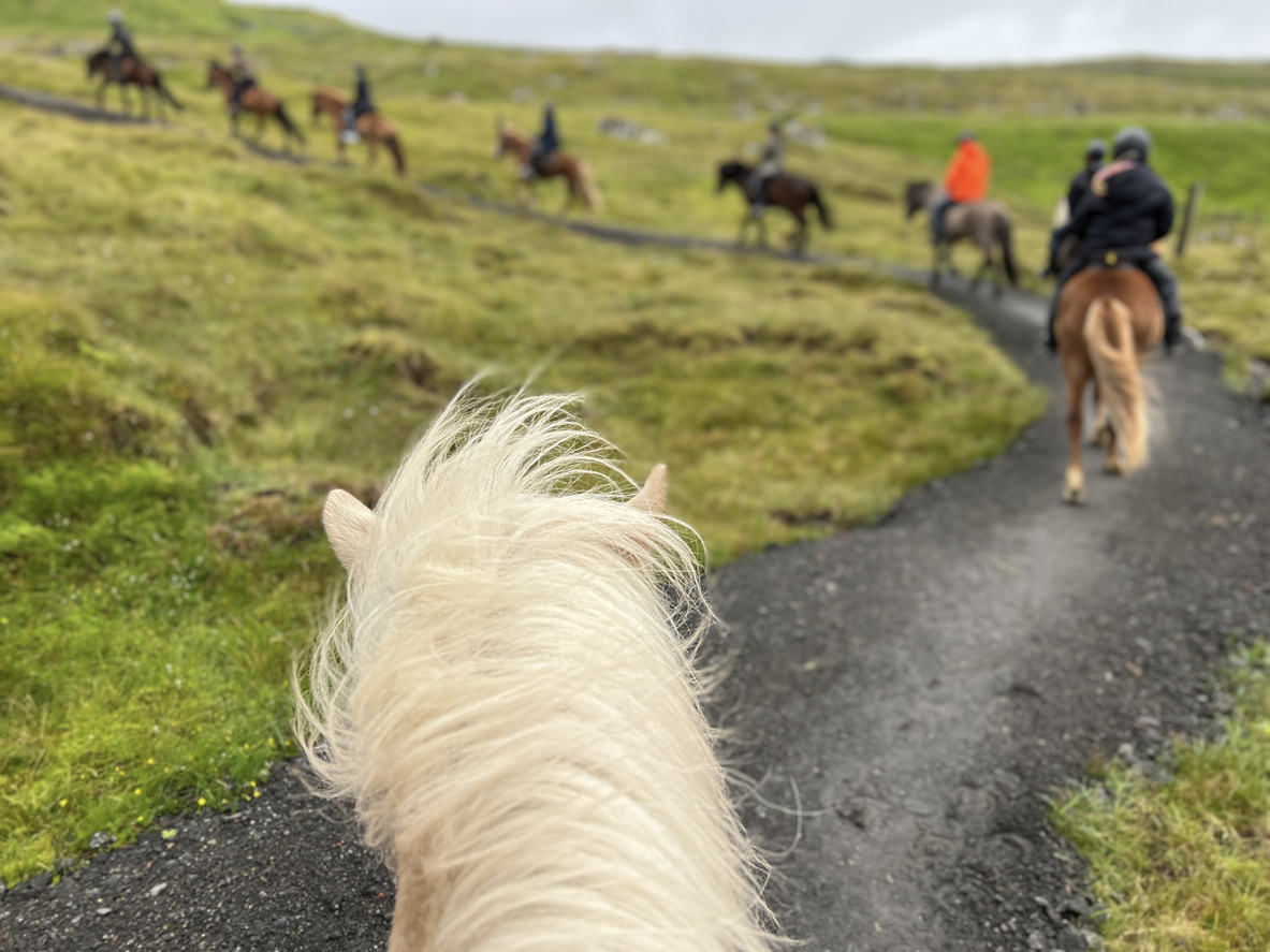 Icelandic horses riding