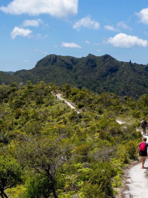 Great Barrier Island walk