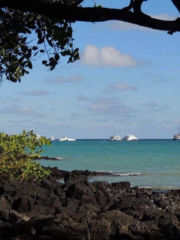 giant tortoise visit