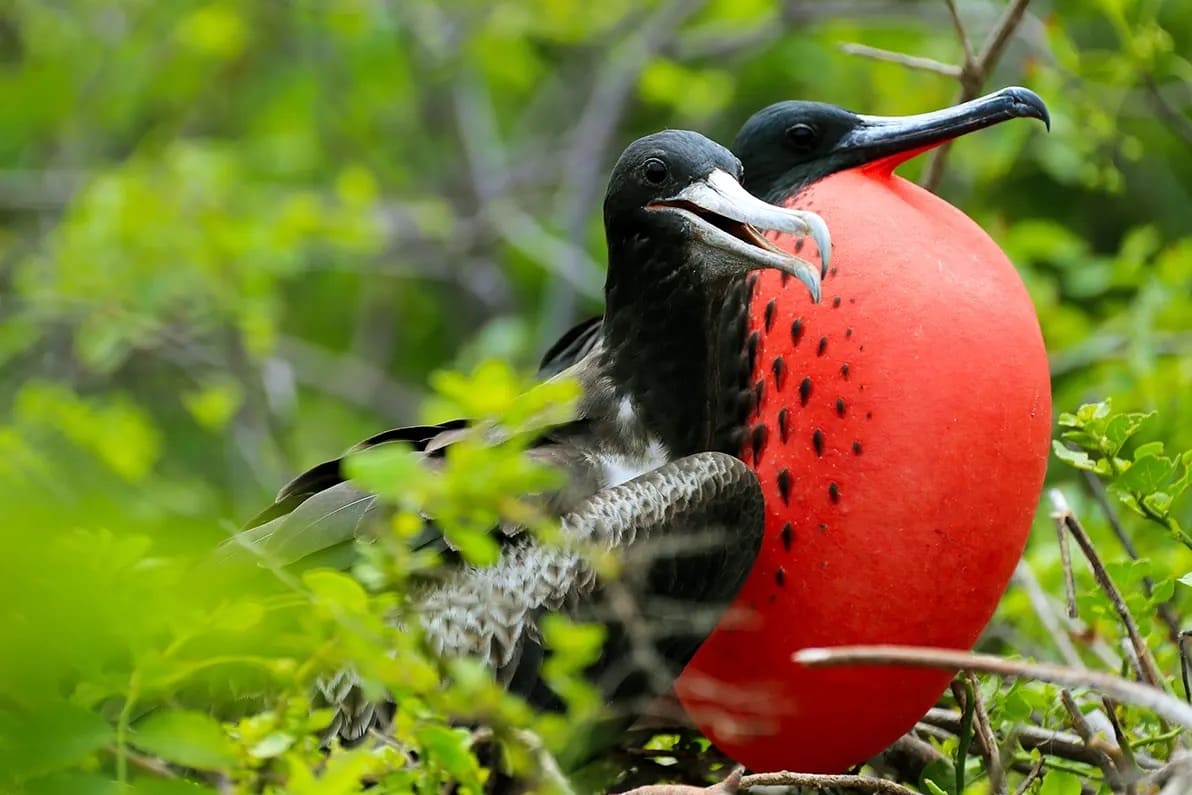 bird life galapagos