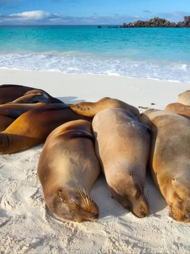 giant tortoise visit