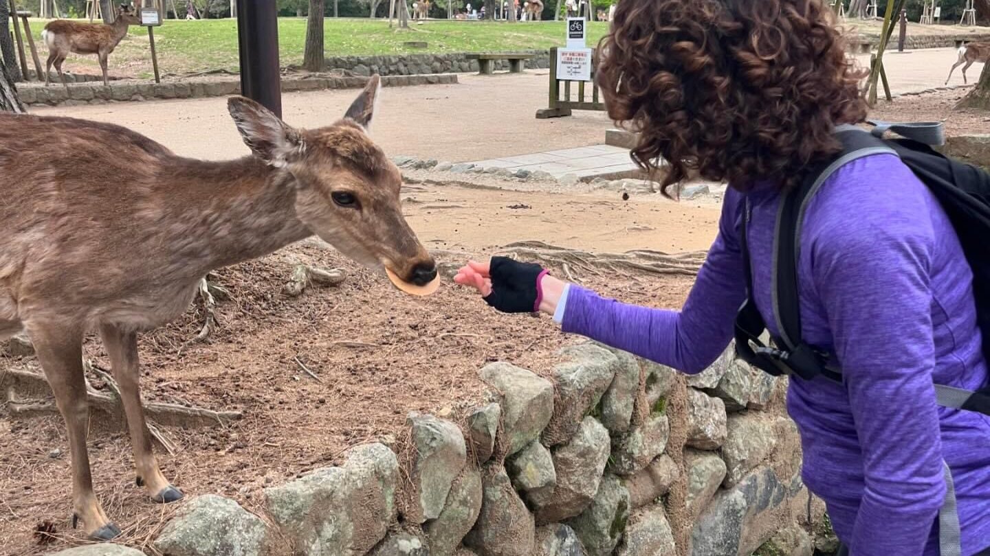 nara deer