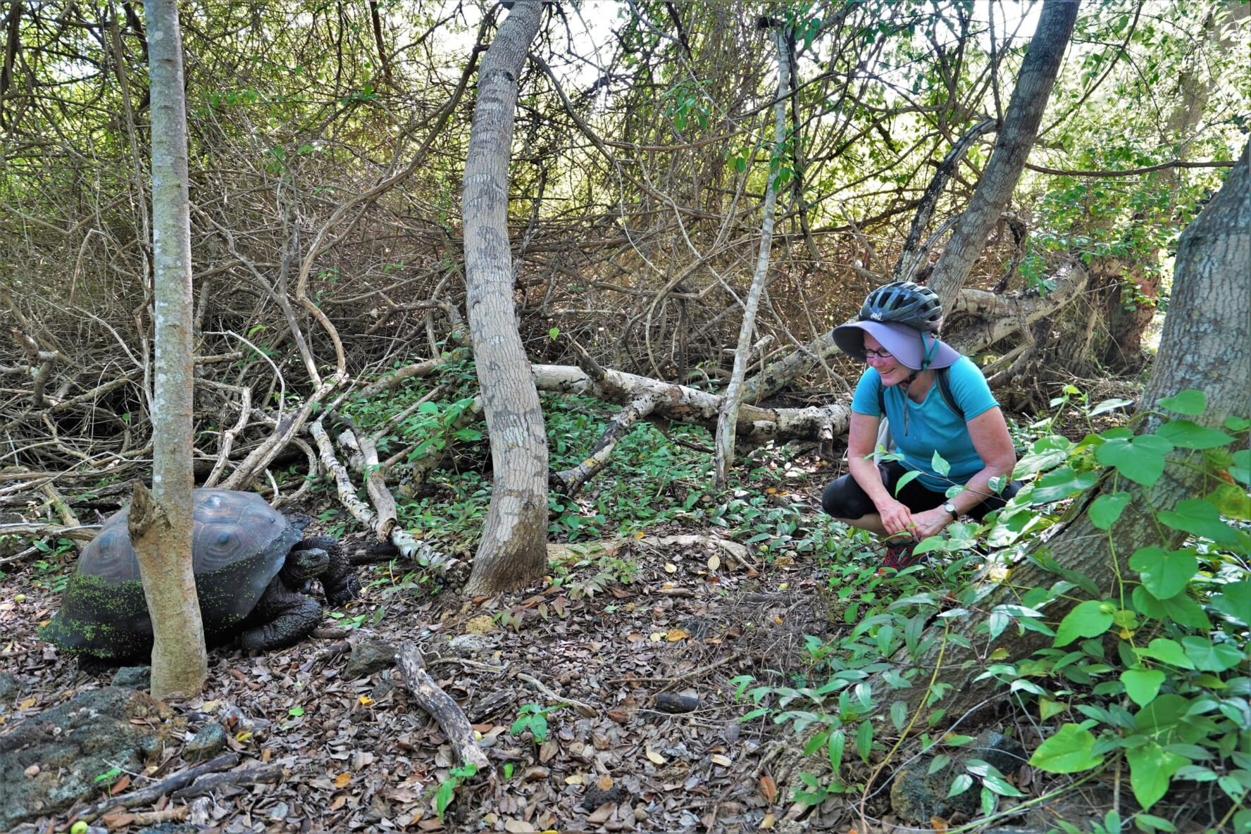wild encounters tortoise