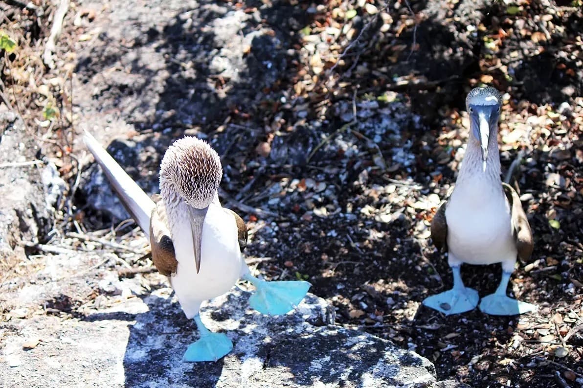 wildlife galapagos academy bay