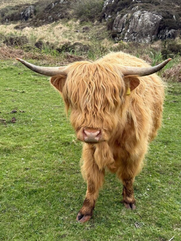 highland cow in the cairngorms