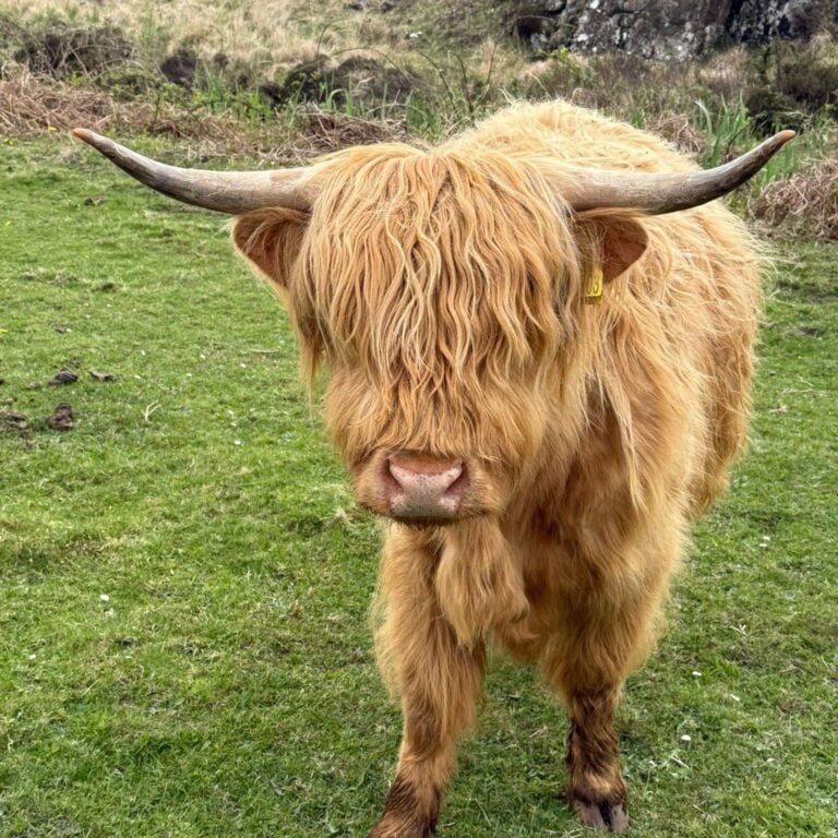highland cow in the cairngorms