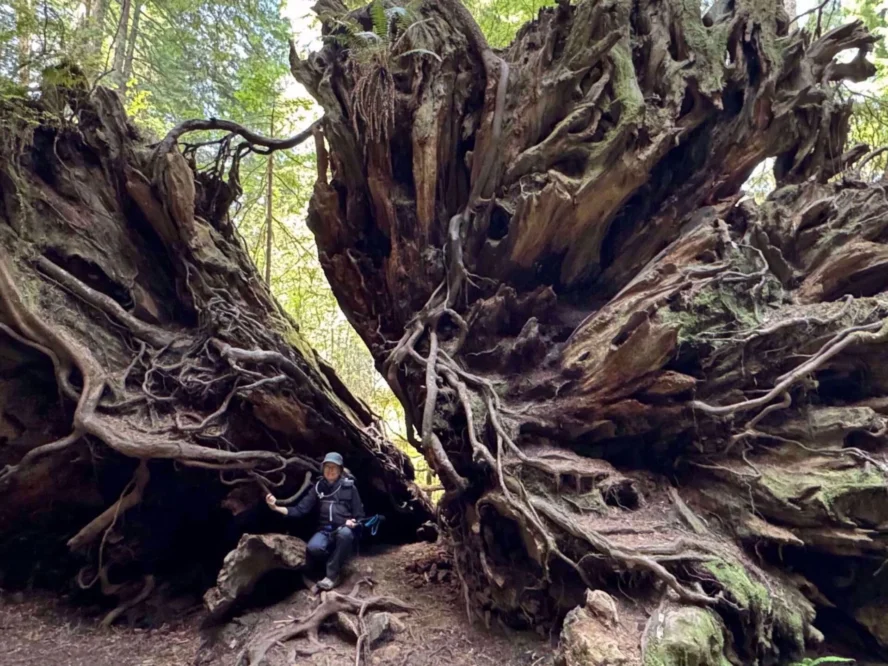 A hiker near a huge tree