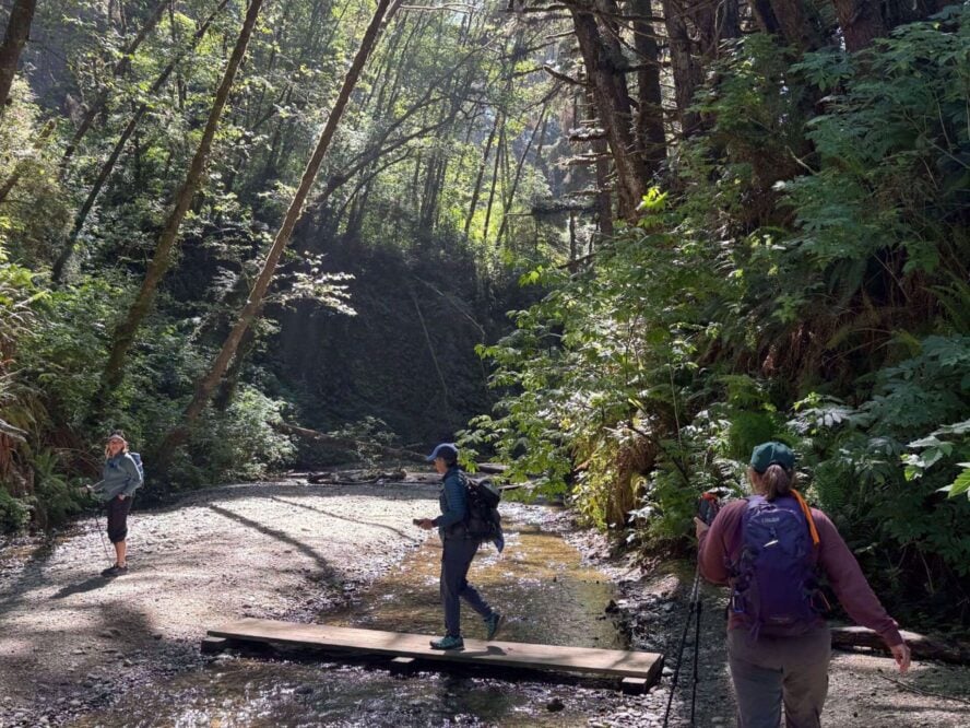 Women hikers in a redwood forest surrounded by trees