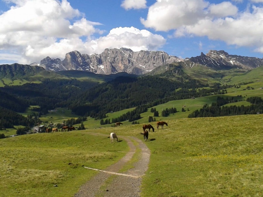 horses grazing dolomites