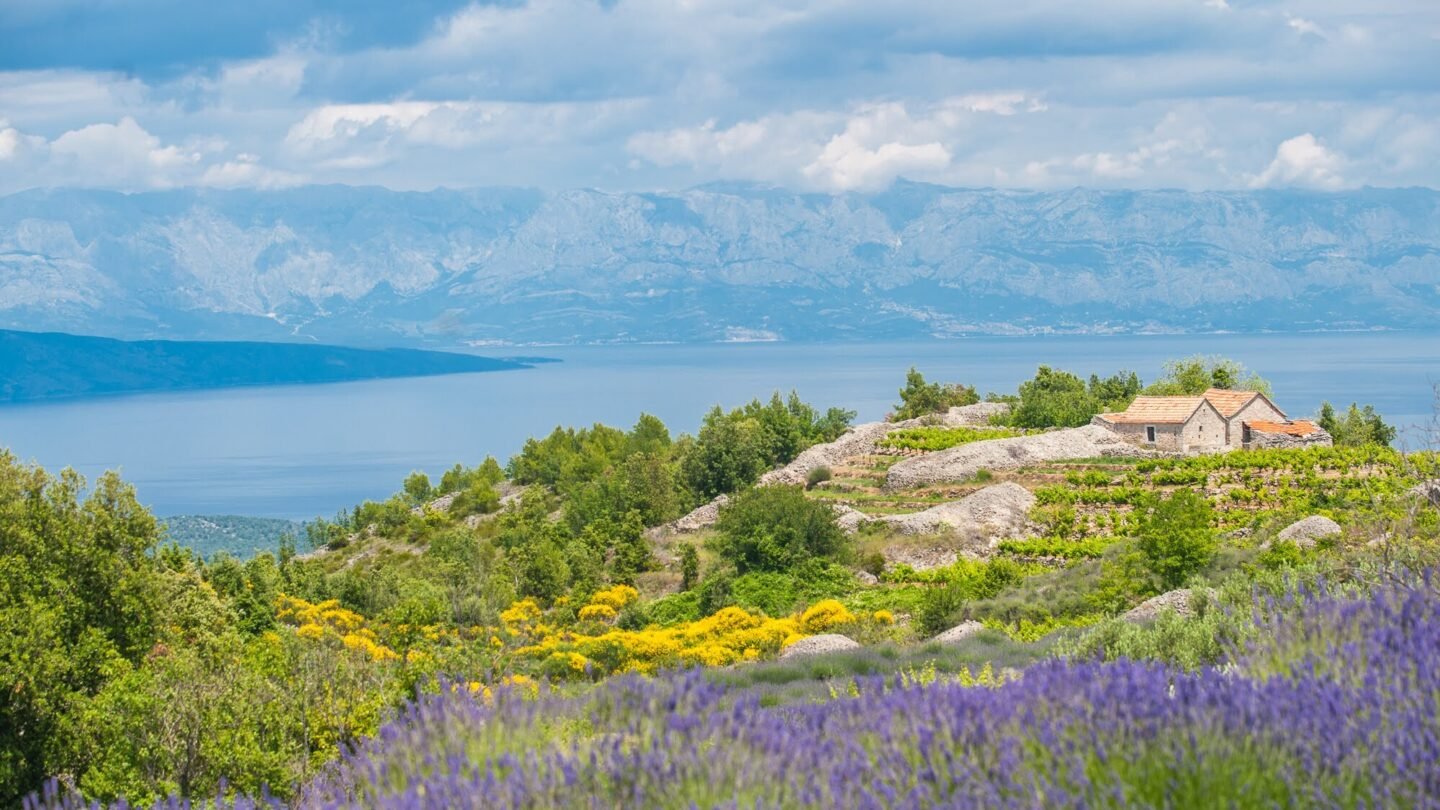 lavender fields croatia