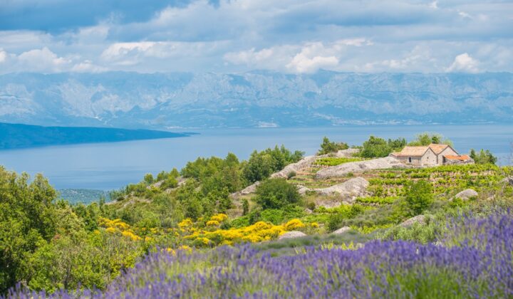 lavender fields croatia