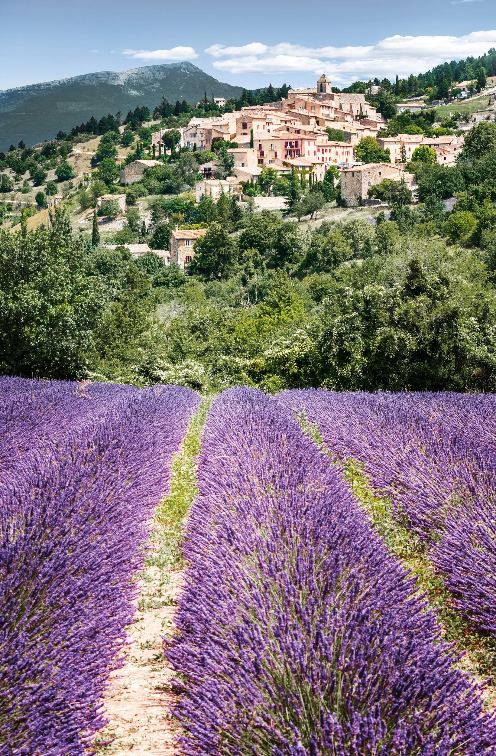 lavender fields provence