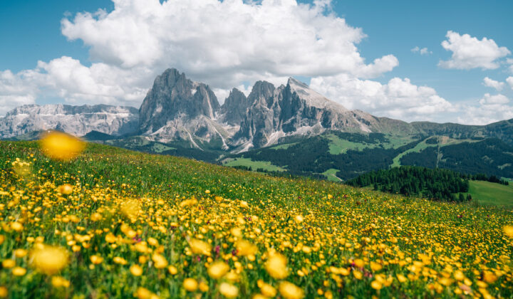 sassopiatto views dolomites