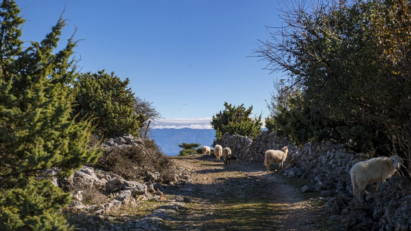 sheep wild croatia