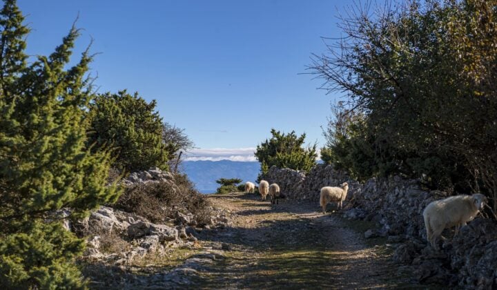 sheep wild croatia
