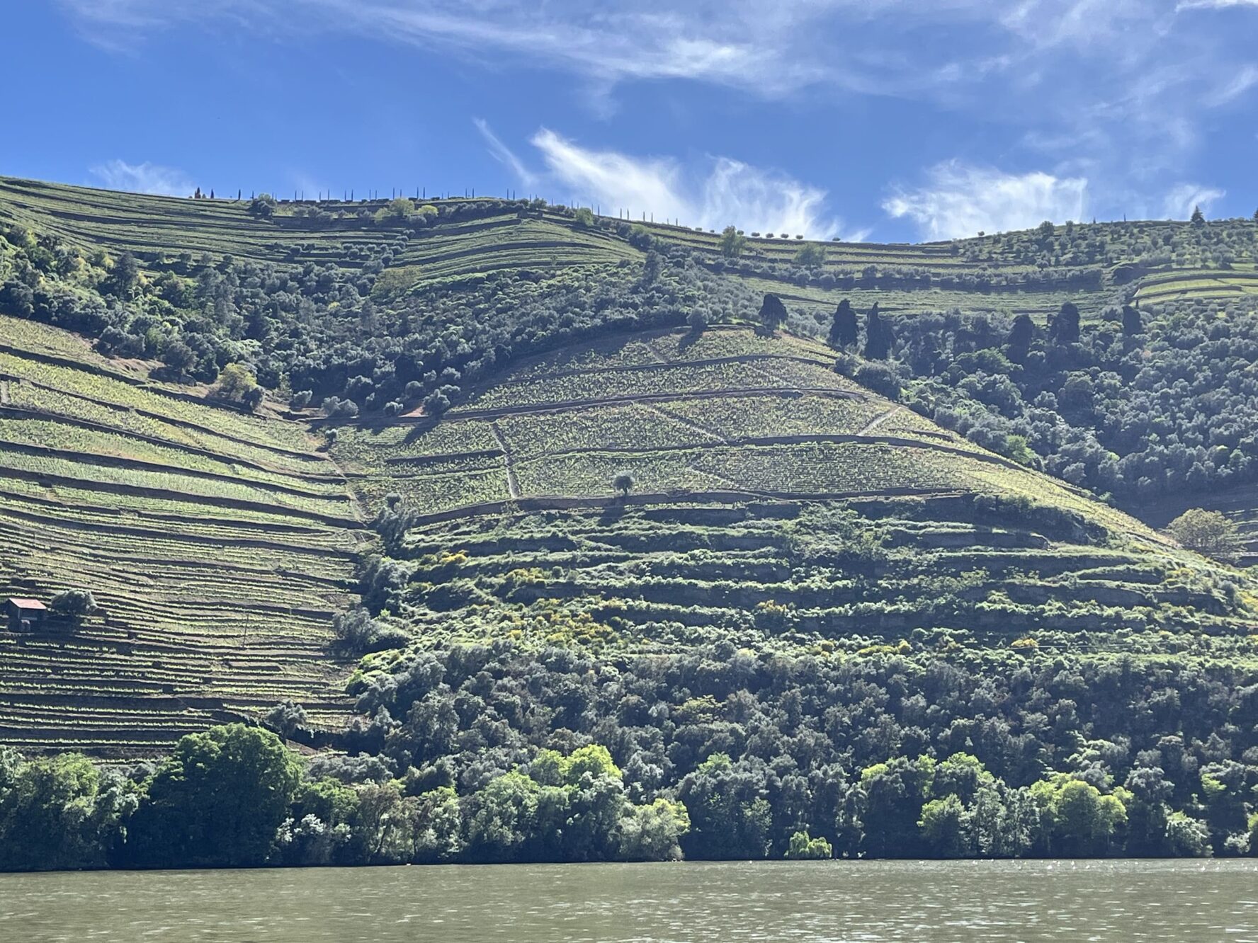 terraced vineyards douro