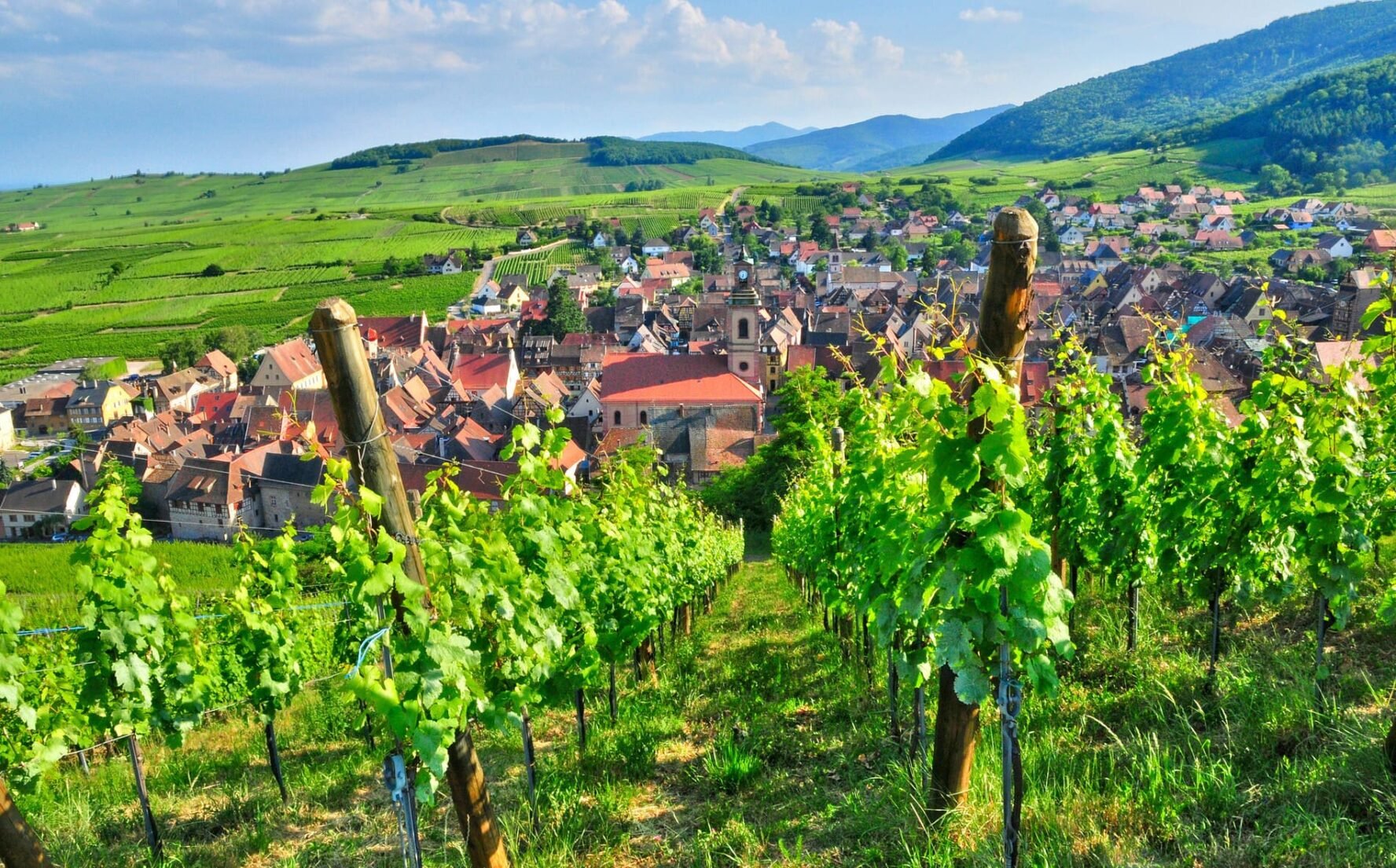 vineyards above village