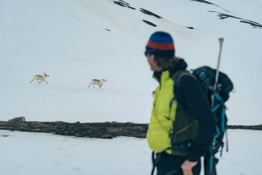 A view of the wildlife in Svalbard, Norway