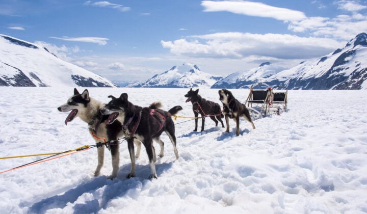 Alaska dog sledding