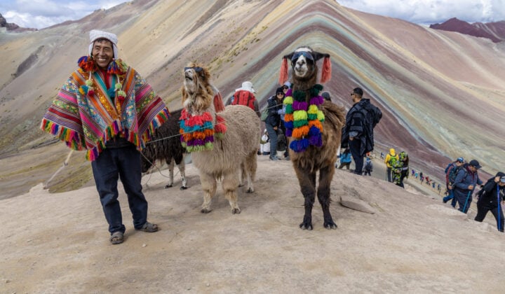 Alpaca whisperer in Peru