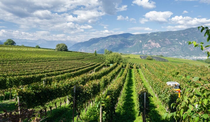 Alto Adige wine