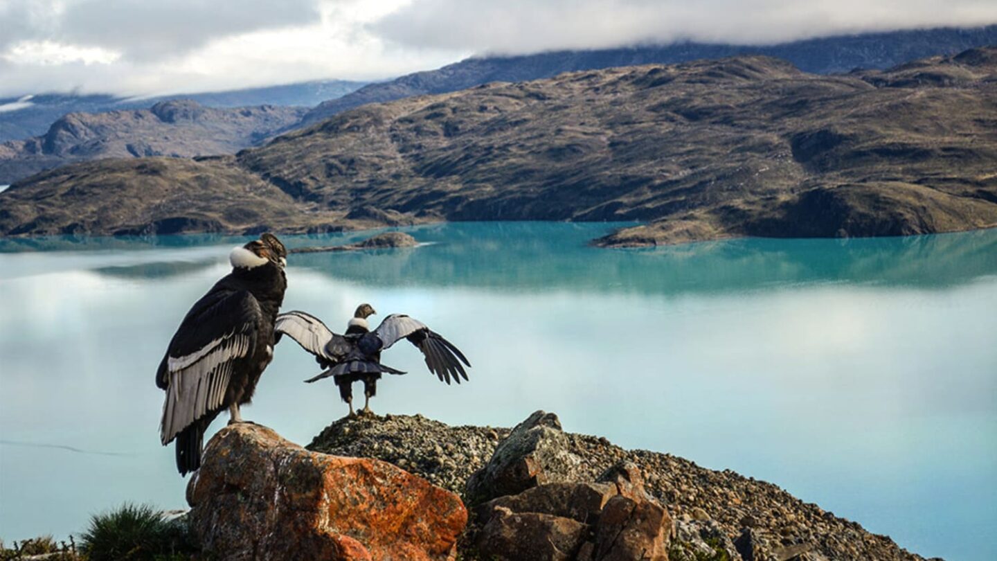 Arrival in Chile with birds