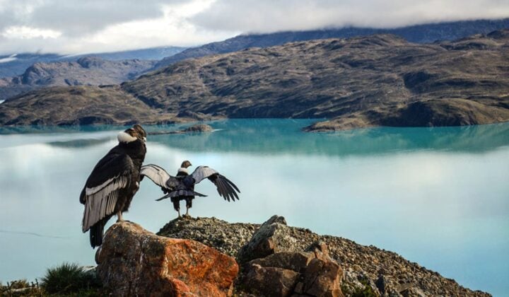 Arrival in Chile with birds