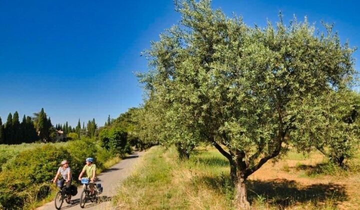 Biking near trees in provence