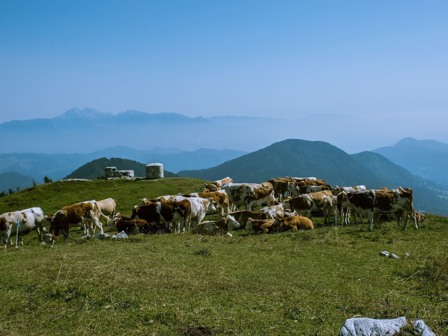 Blegos cows in Slovenia