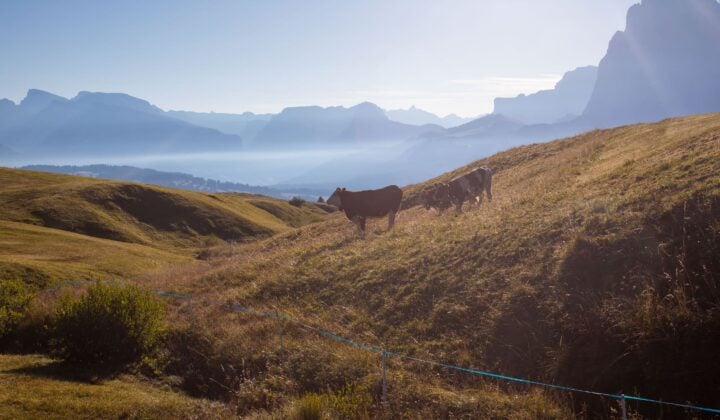 Cows in Dolomites in the morning
