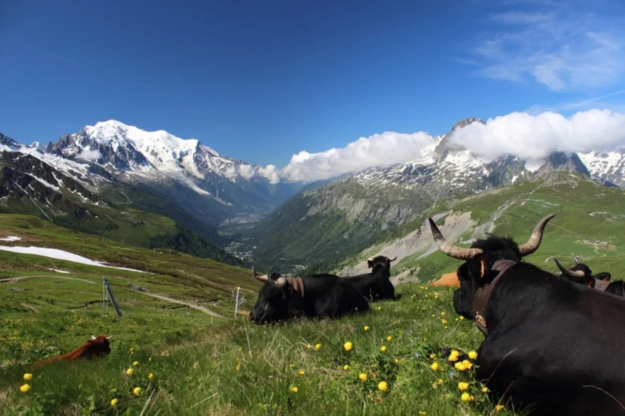 Cows grazing in the mountains