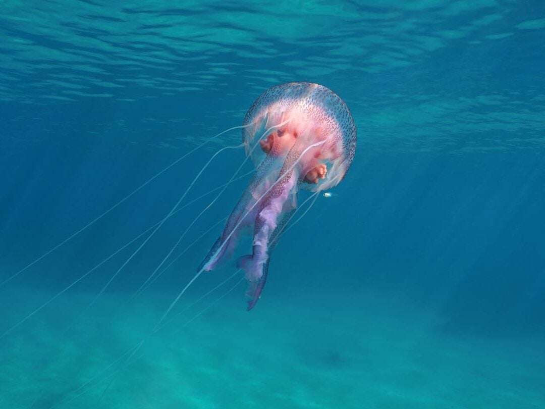 Cute jellyfish